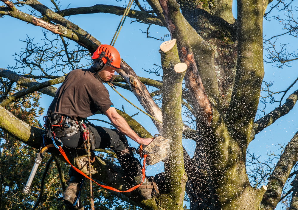 Elagage arbre frejus var